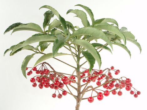 Ardisia