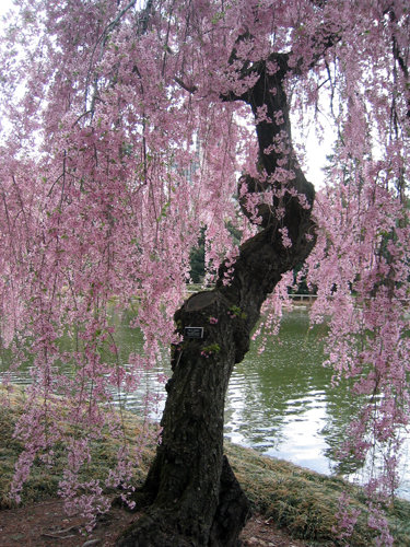 weeping cherry