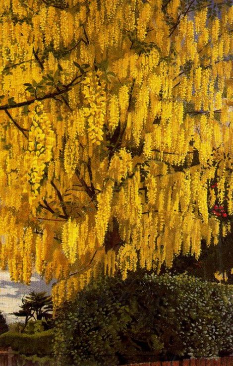 Laburnum by Stanley Spenser