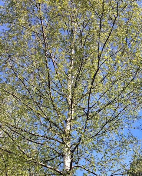Birch of spring (own photo)