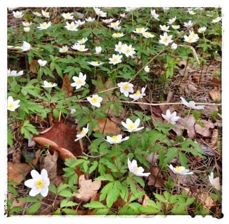 Wood anemones in my garden