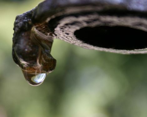 Picture from Wikimedia Commons