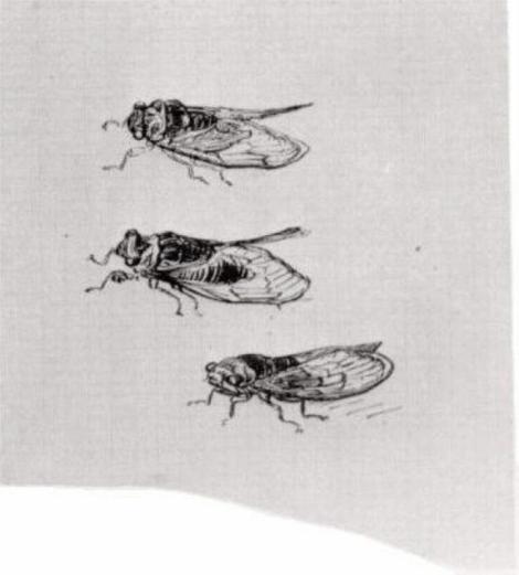 Three Cicadas by Vincent van Gogh
