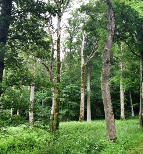 Copyright Björn Rudberg