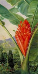 Banana, American Aloe and Cypress in a Garden, Java by Marianne North