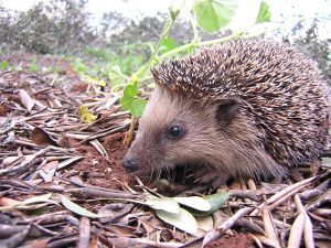 Hedgehog from Wikimedia Commons