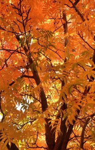 Copyright Björn Rudberg