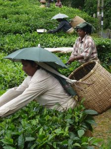 Picture from wikimedia commons