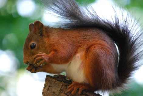  Swedish Squirrel form Wikimedia Commons by  Hernán De Angelis Campephilus