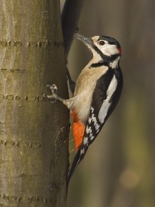 From Wikimedia Commons