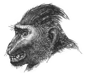 Picture from wikimedia commons