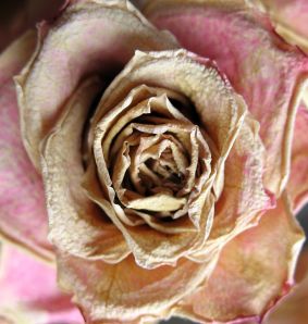 Picture from wikimedia commons