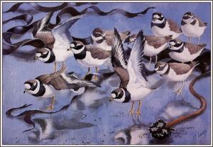  Ringed Plovers by Charles Tunnicliffe