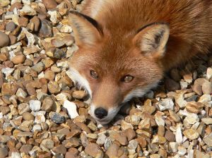 Bored Fox from WIkimedia Commons