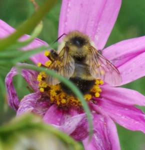 Photo Shanyn Silinski 