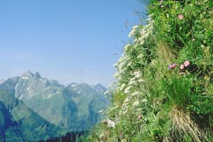 Picture from Wikimedia Commons