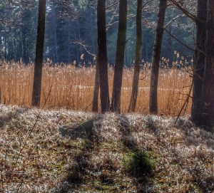 Picture taken last week while out walking