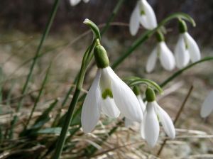 From Wikimedia commons