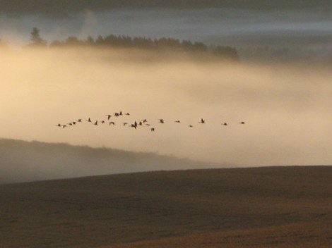 Image Copyright Pauline Eccles. This work is licensed under the Creative Commons Attribution-Share Alike 2.0 Generic Licence. To view a copy of this licence, visit http://creativecommons.org/licenses/by-sa/2.0/ or send a letter to Creative Commons, 171 Second Street, Suite 300, San Francisco, California, 94105, USA.