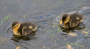 From Wikimedia Commons