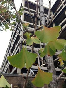 From Wikimedia commons