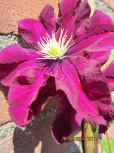 Copyright Kristjaan Panneman