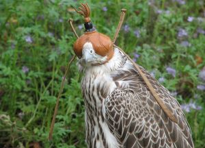 From Wikimedia Common