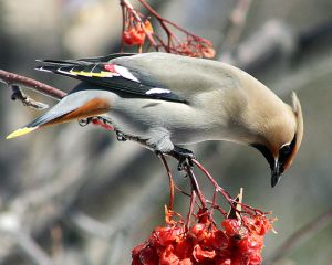 Bohemian Waxwing from wikipedia