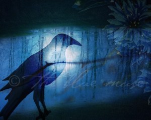 Crow Lake © Kelly Letky