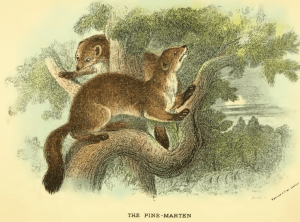 Lydekker_pine_marten