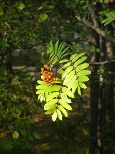 © Managua Hamish Gunn