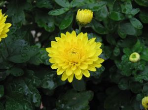 1024px-Chrysanthemum_x_grandiflorum_03