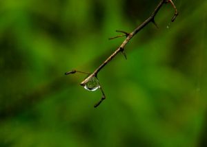 From Wikimedia Commons