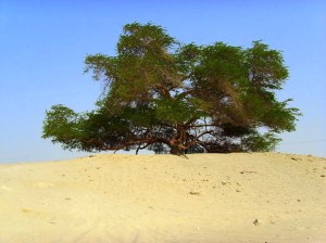 Tree of Life Bahrain (© Hamish Gunn)