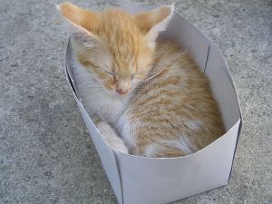 Cat in a box from Wikimedia Commons