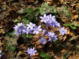 1024px-Hepatica_nobilis_plant