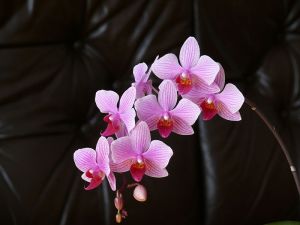800px-Phalenopsis_21_III_2009