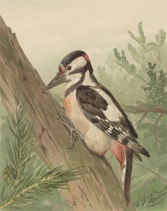 Deiker_Jagdbare_Tiere_1093224