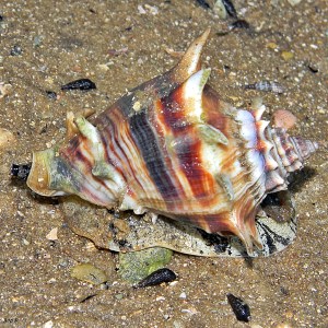 Florida_Crown_Conch_(Melongena_corona)_(8386471216)