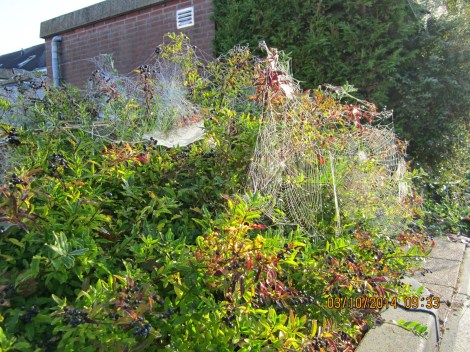 Copyright Kristjaan Panneman