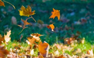dancing leaves