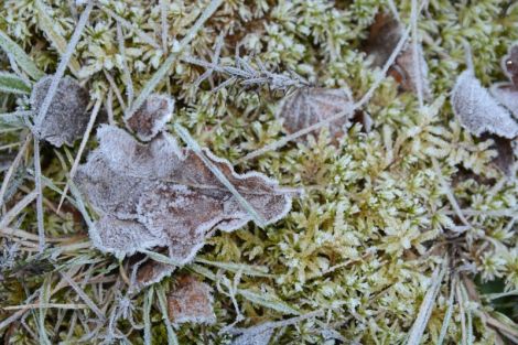 Frosty leaf
