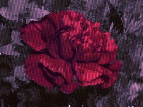 A processed carnation from flickr