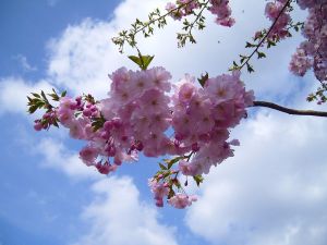 Flowering_cherry_bloom