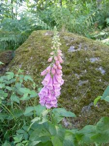 "Digitalis". Licensed under Public Domain via Wikimedia Commons - 