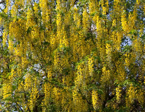 Yellow by Tony Hisgett, Birmingham, UK
