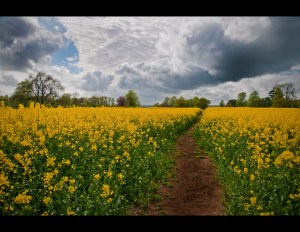 Rapeseed Field by Matt Batchelor, on Flickr