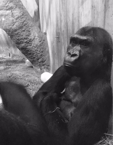 Image credit Margaret Bednar