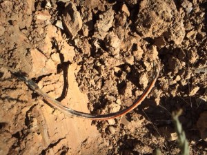 © Connie Gayer …(Mrs. Russell)