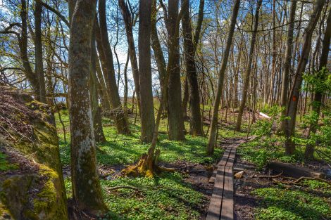 Beauty of spring (my own picture)